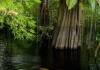 Botos-swimming-in-flooded-forest