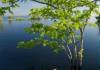 Boto-swimming-in-flooded-forest-habitat